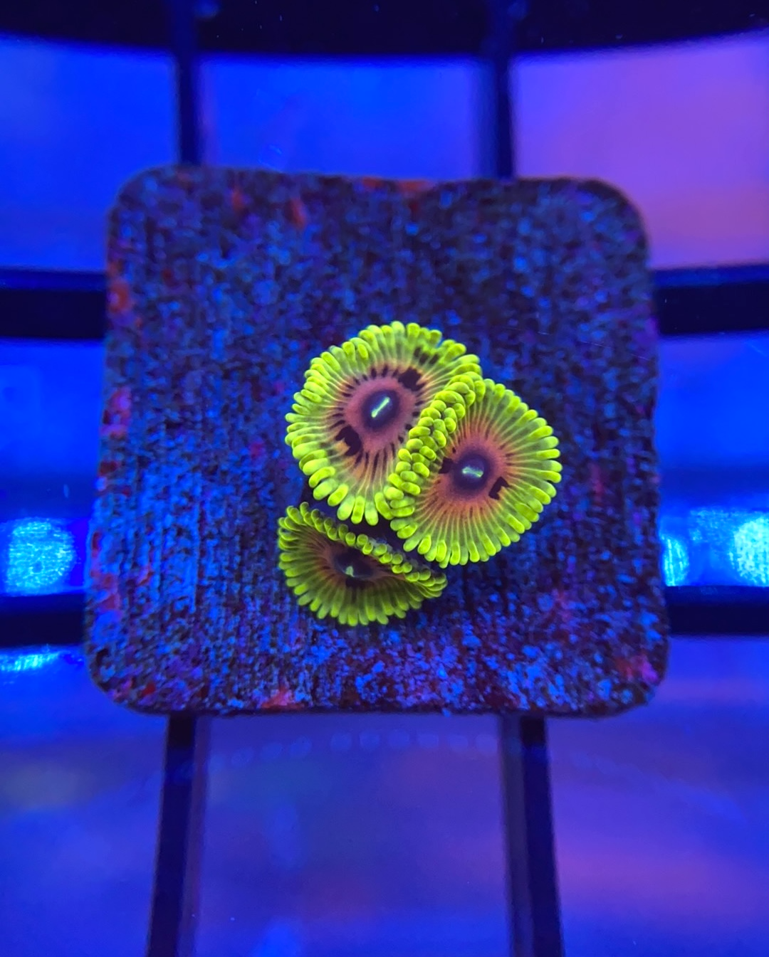 Picture of Zoanthid – Reef Regeneration