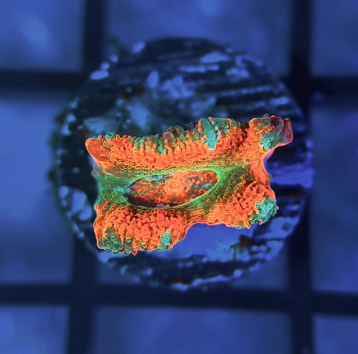 Rainbow Galactic Nuclei Micromussa