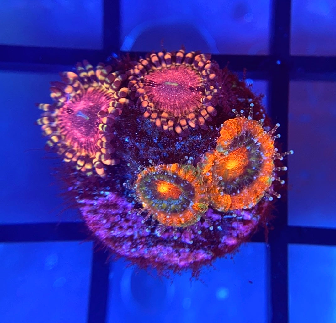 ECC Rainbow Road Micro and ReefTRD Panty Dropper Zoas
