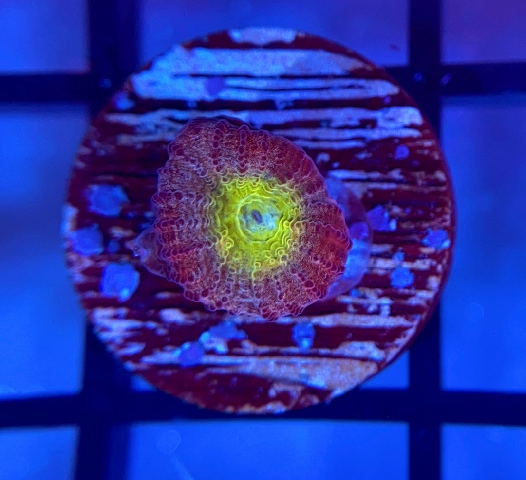 RRG Rainbow Road Favia