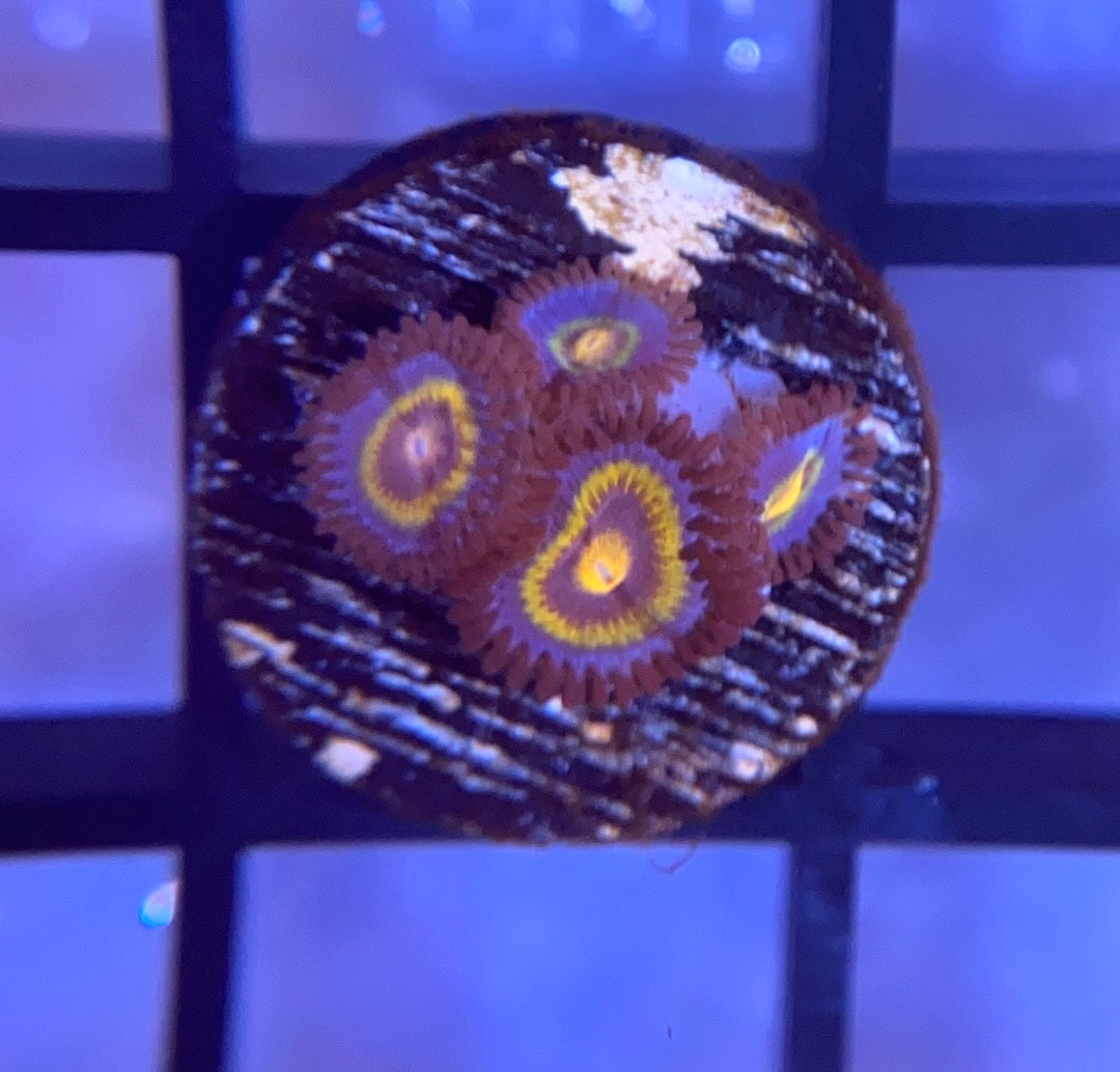 OG Wolverine Zoas