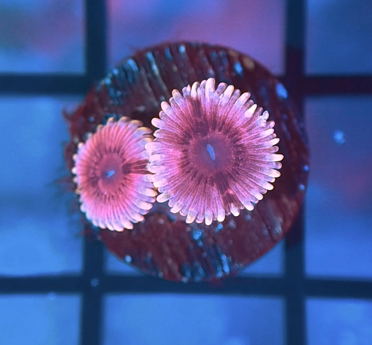 Black Widow Zoas