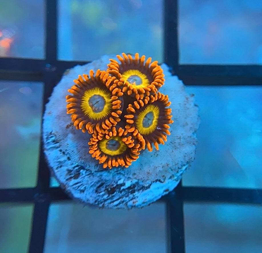 Blue Eyed Blonde Zoas