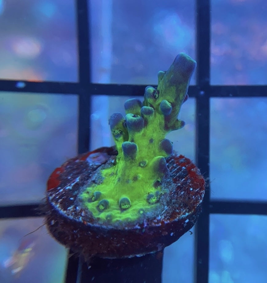 Cali Tort Acropora