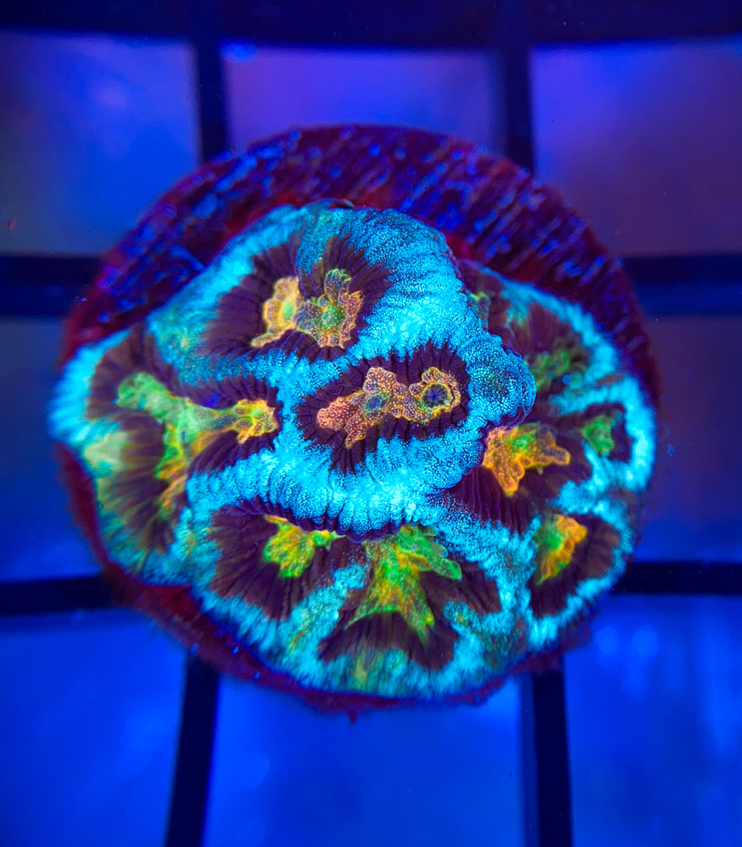 TG Platycakes Platygyra