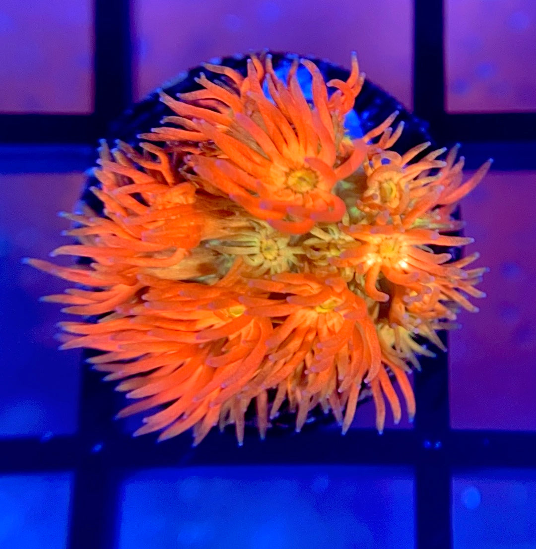 RRG Eternal Flame Goni