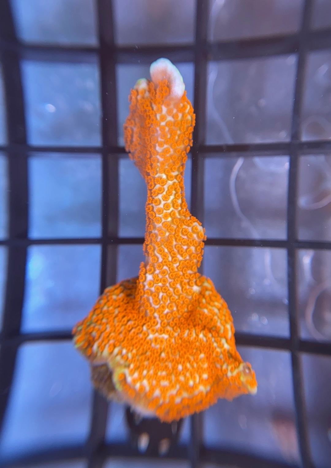 Bubblegum Digi