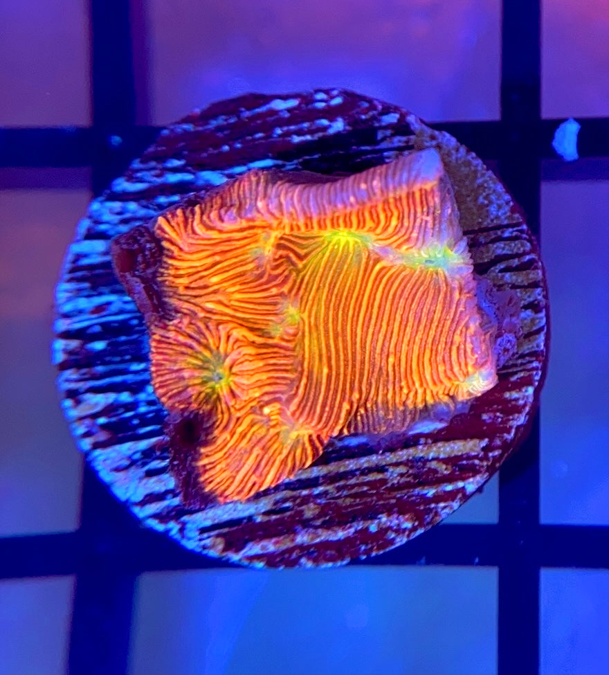 JF Jack-O-Lantern Lepto