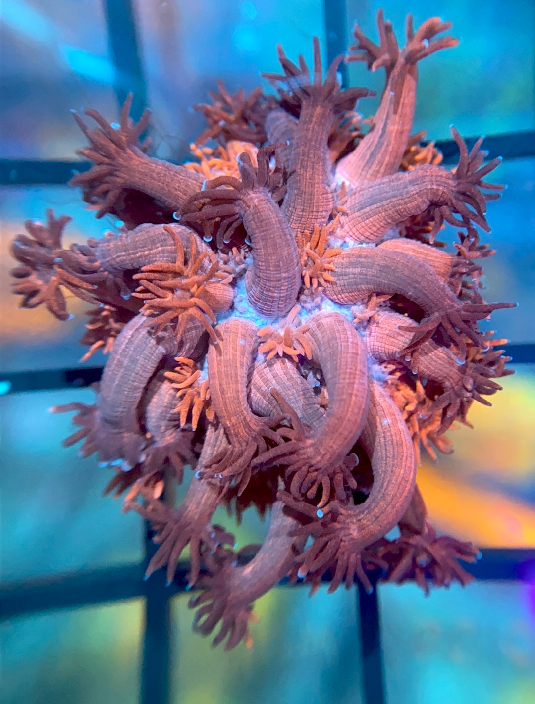 Harley Quinn Grafted Goni