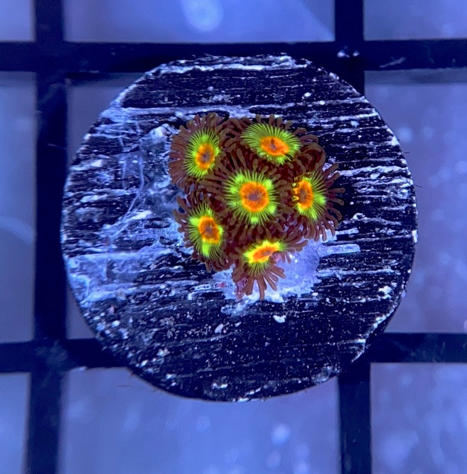 Brazilian Flag Zoas