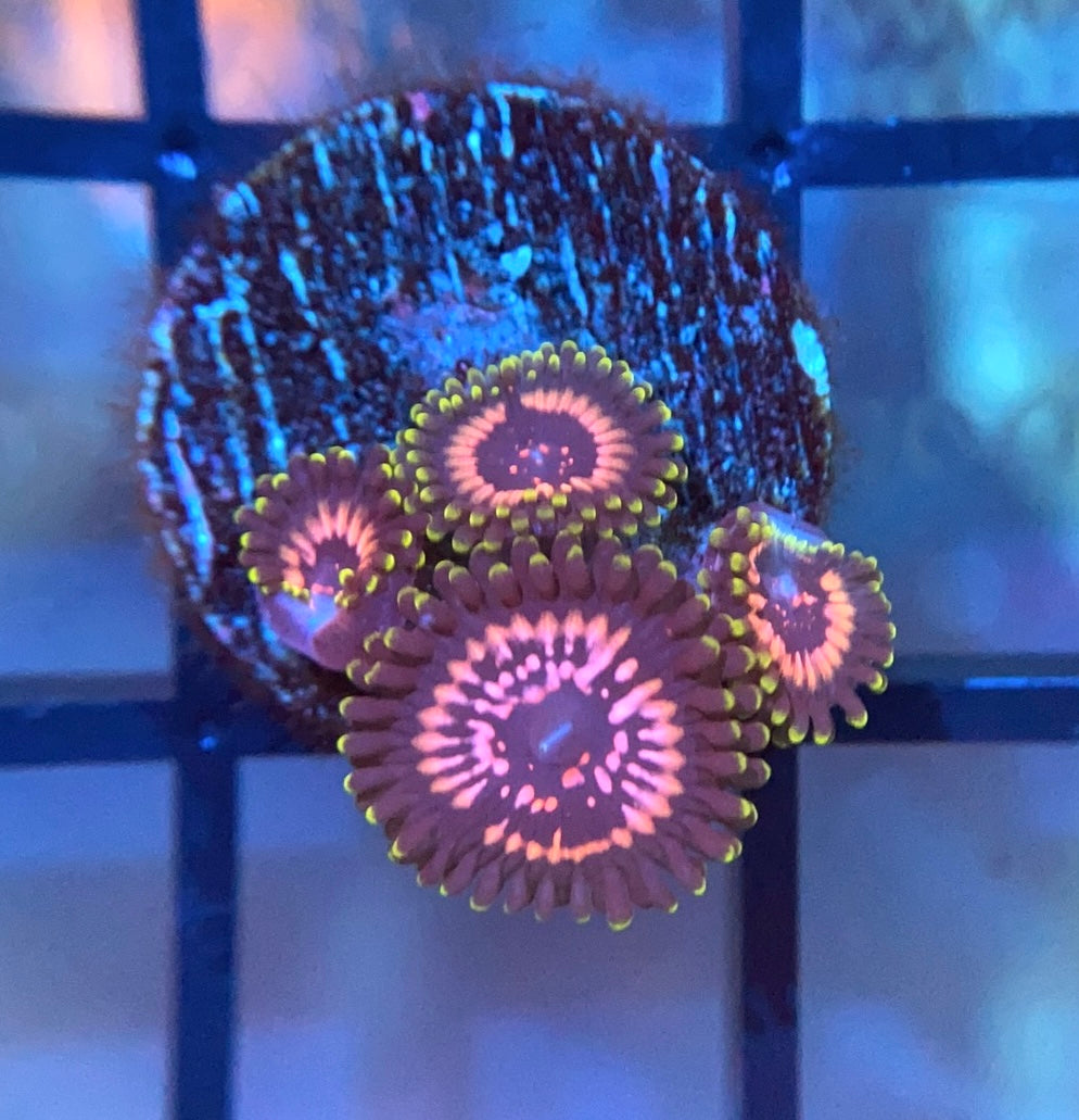 WWC Taser Zoas