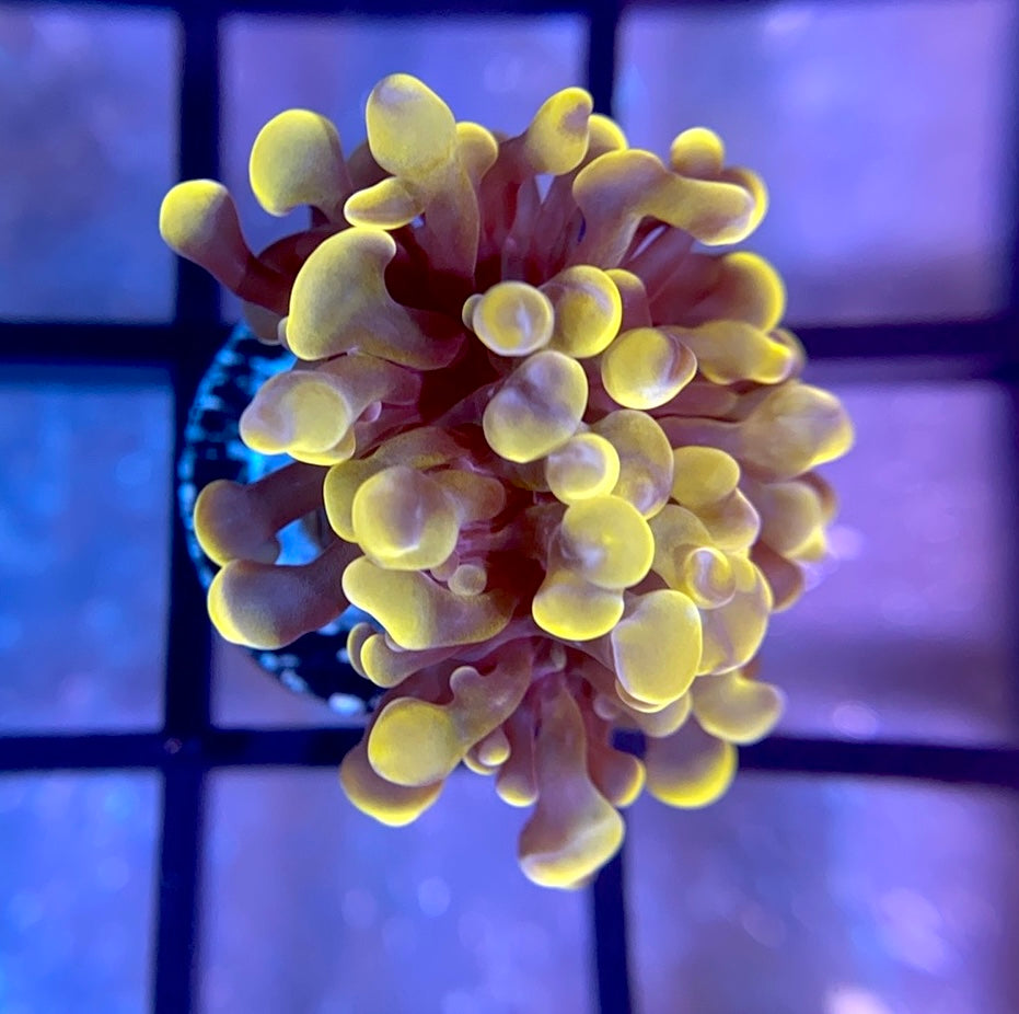 RRG Cinnamon Swirl Hammer