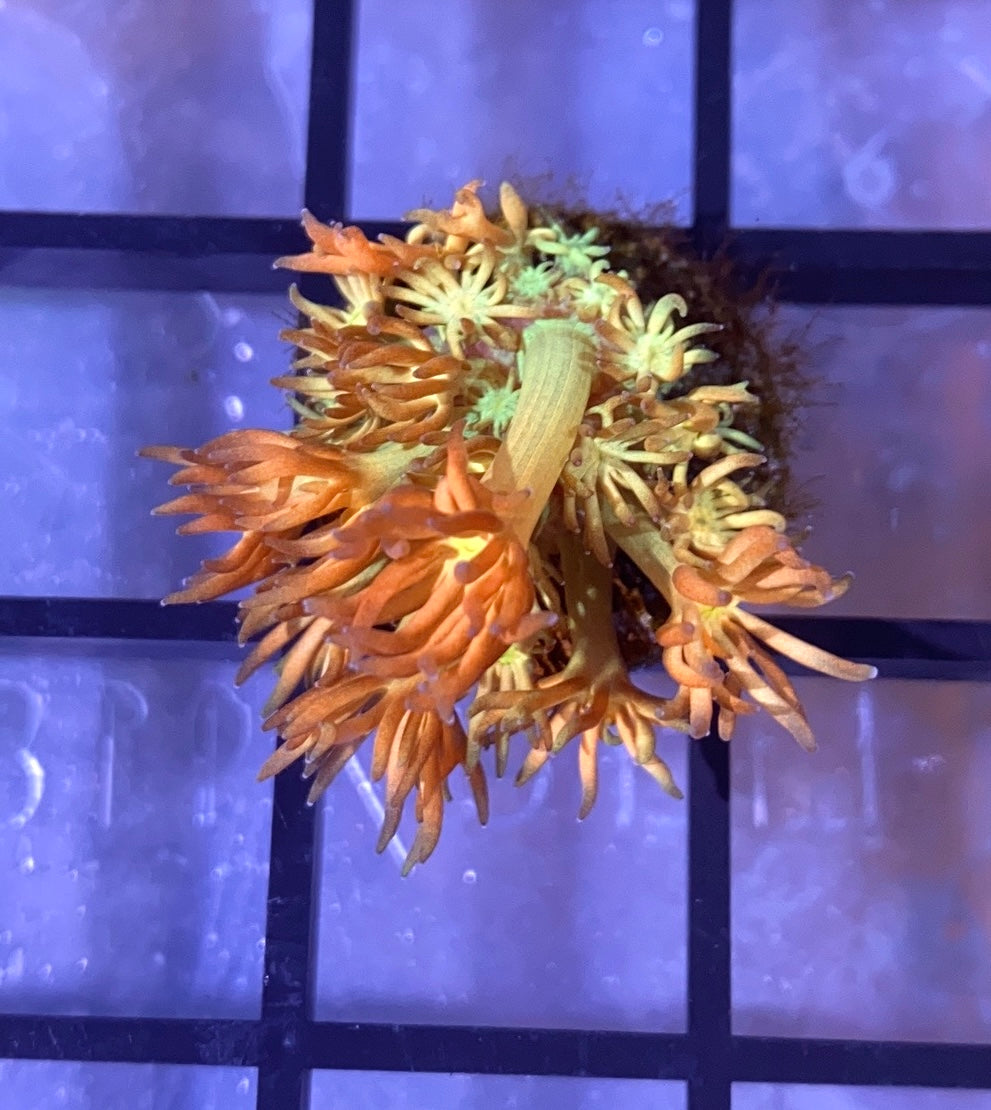 RRG Eternal Flame Goni