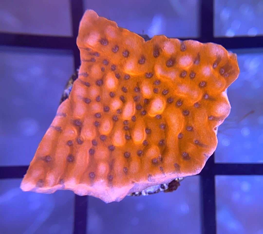 CB Flaming Phoenix Monti