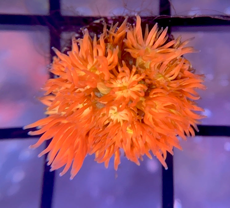 RRG Eternal Flame Goni