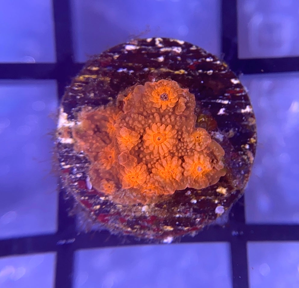 Krakatoa Cyphastrea