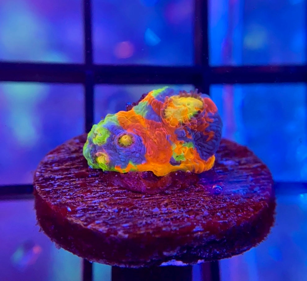 RRG Rainbow Dynamite Chalice