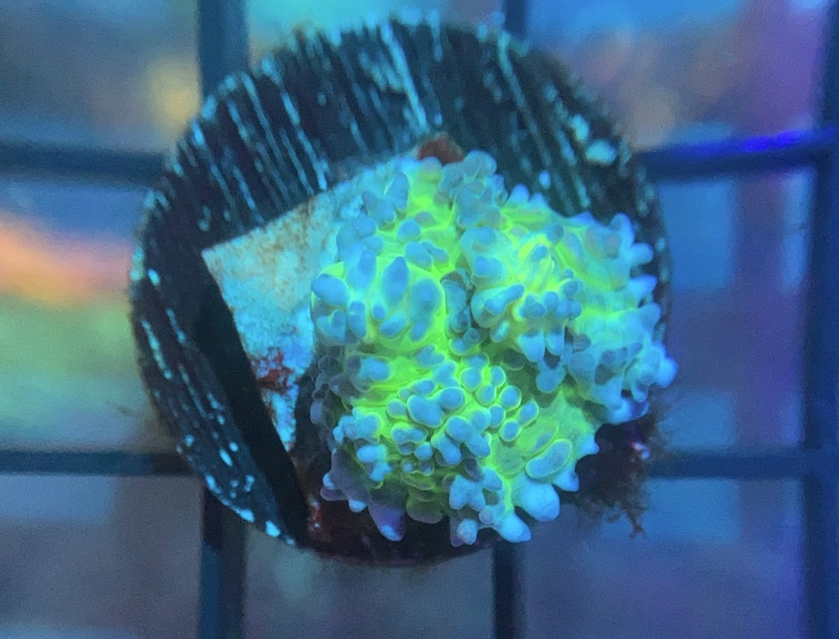 RRG Lemonade Bounce Mushroom