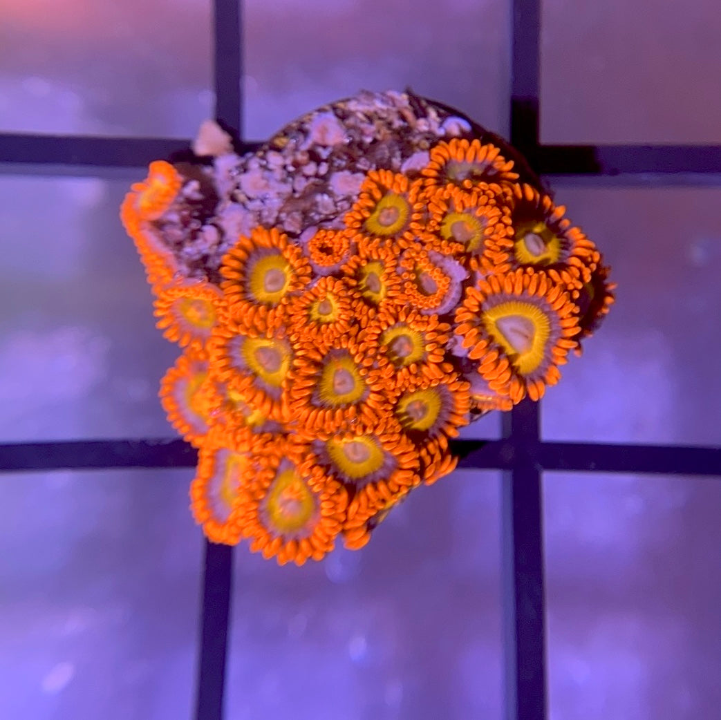 Blue Eyed Blonde Zoas