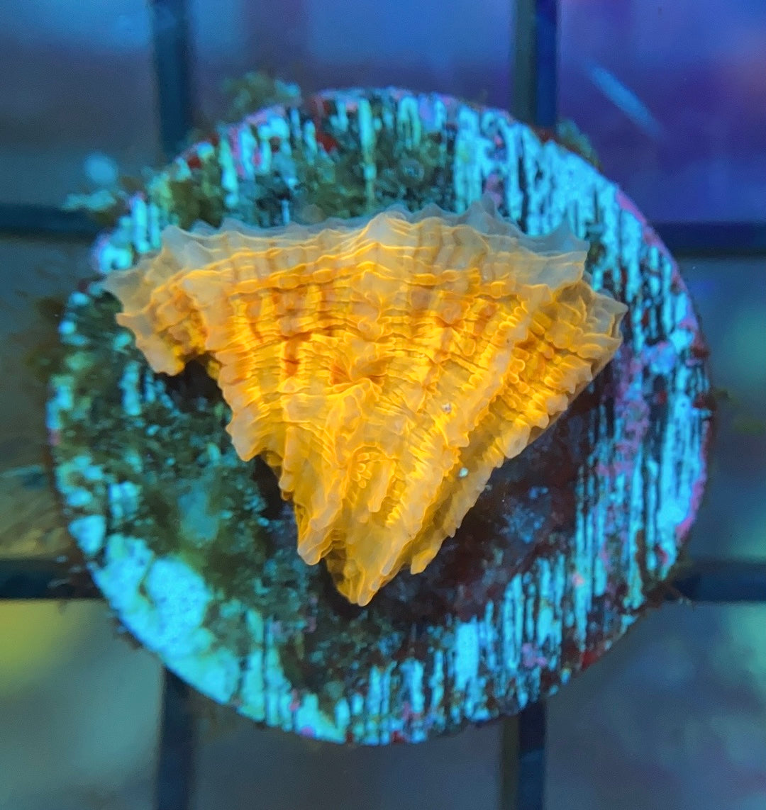 RRG Scorched Earth Plate