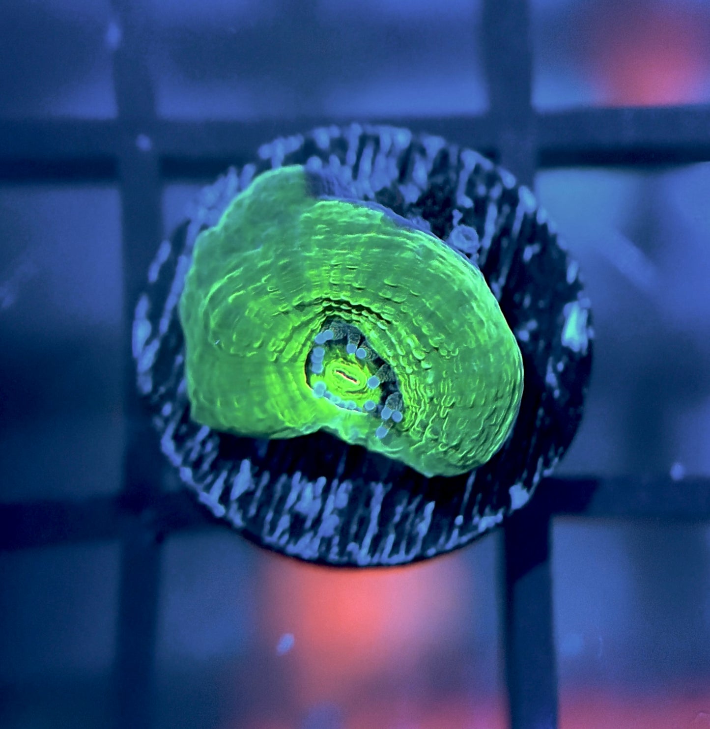 Bleeding Apple Bower