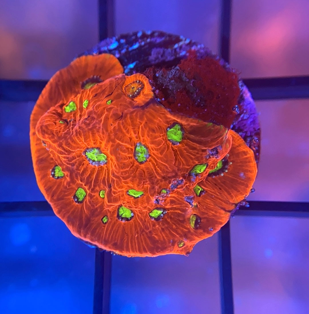 War Coral Favia
