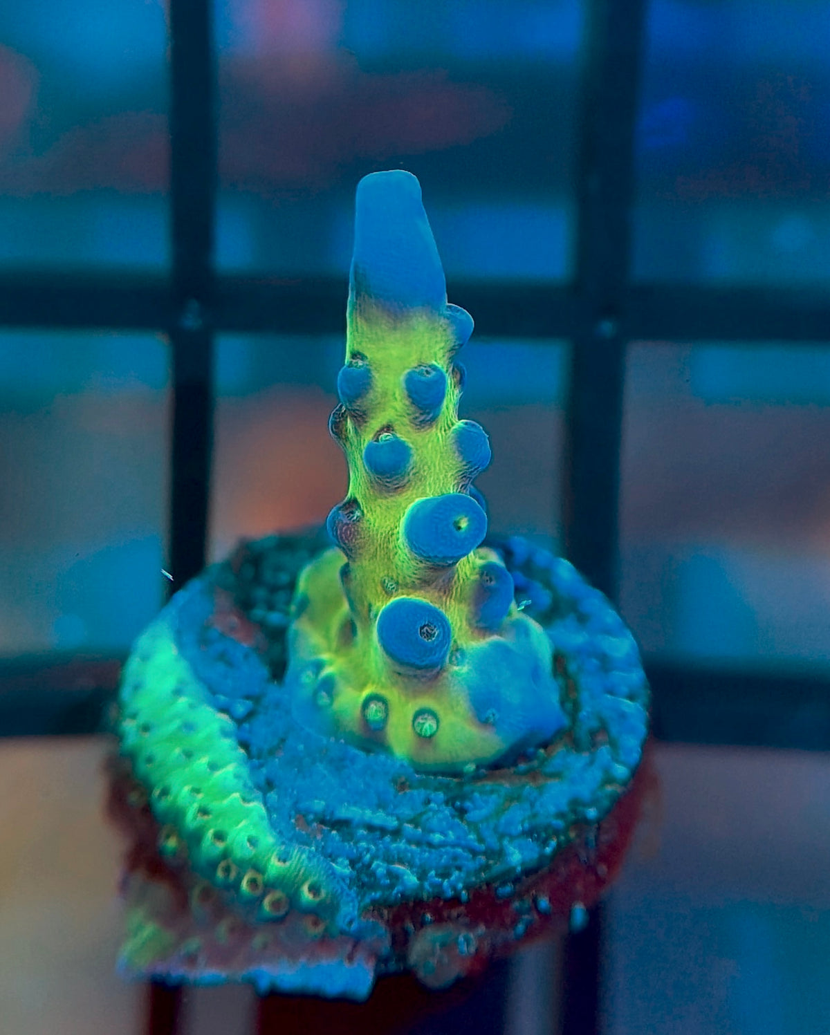 Cali Tort Acropora
