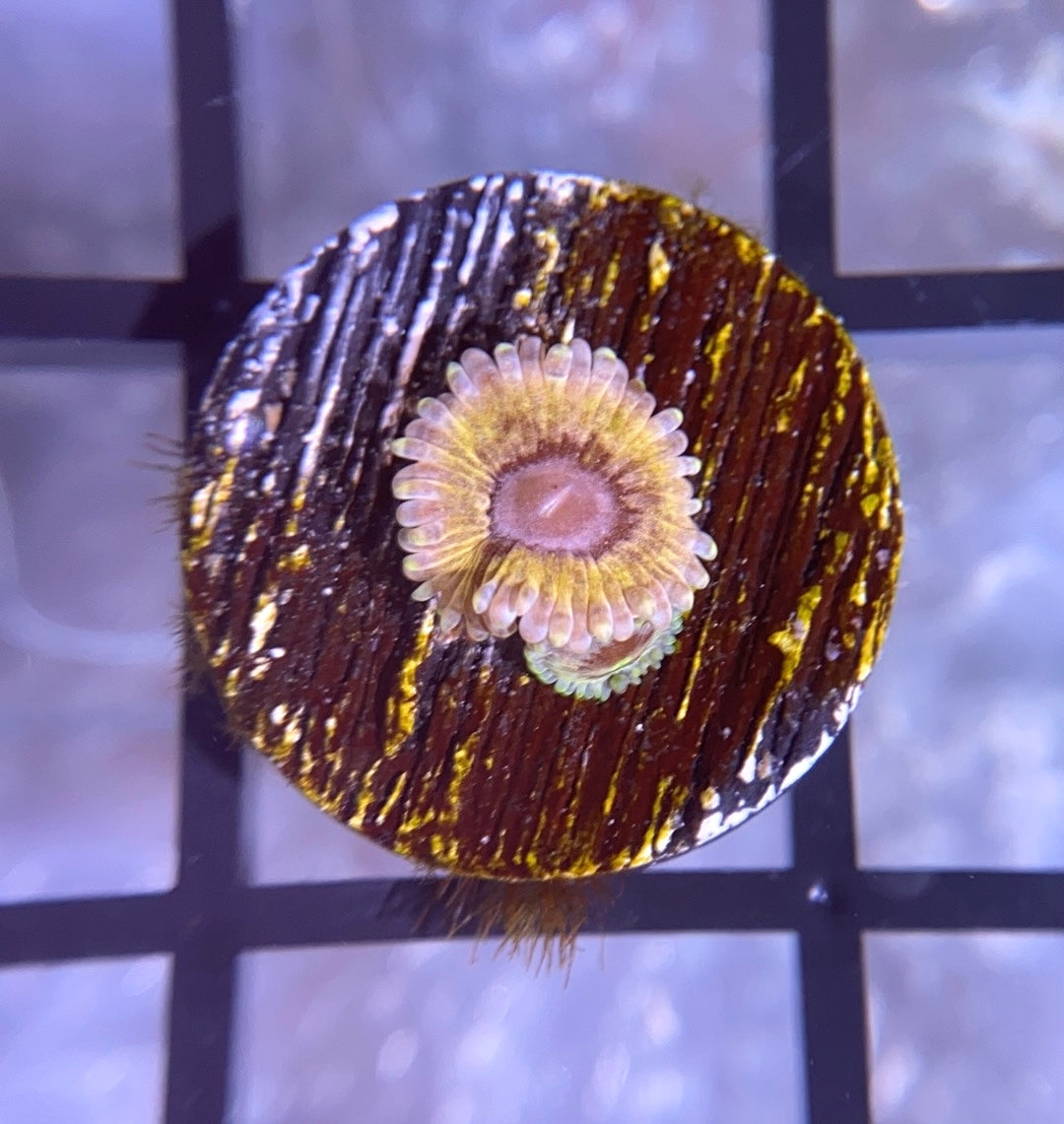 CB White Walker Zoas