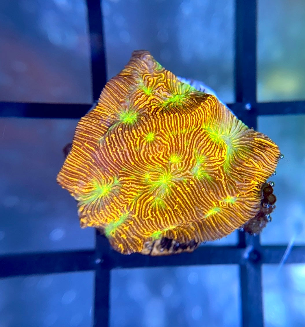 JF Jack-O-Lantern Lepto