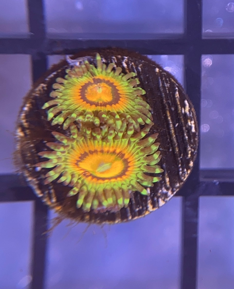 Rainbow Incinerator Zoas
