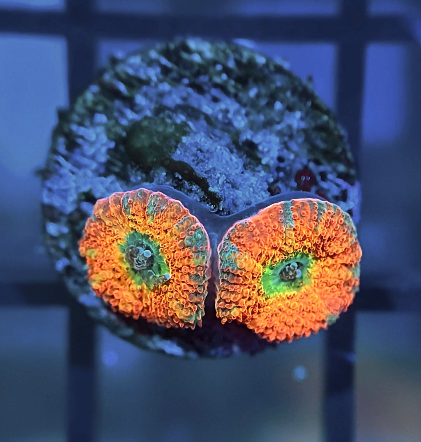 ECC Rainbow Road Micromussa