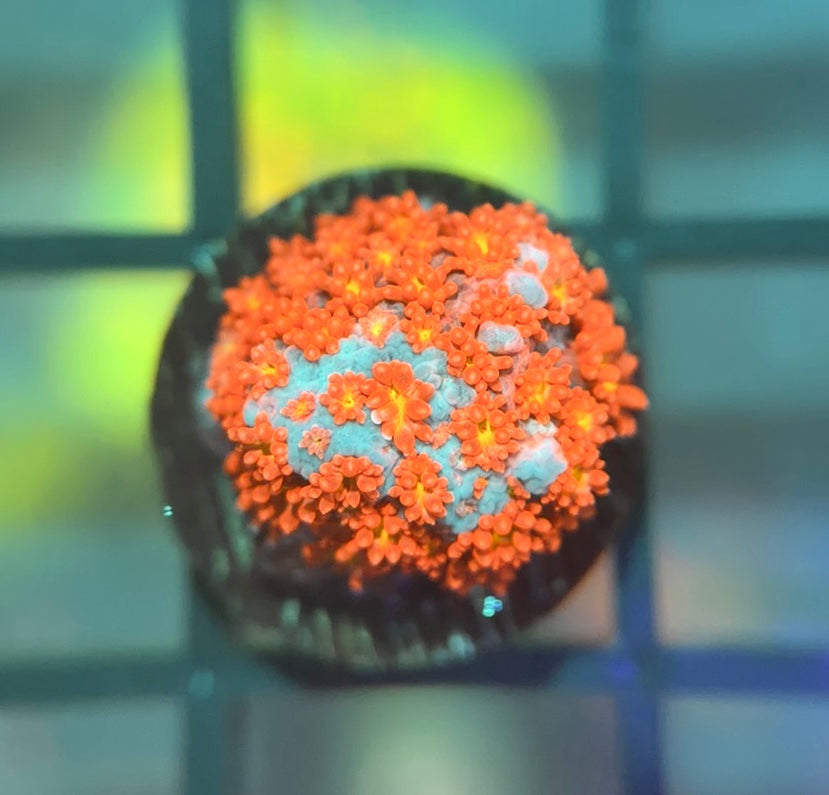 WWC Fruit Loops Micro Goni