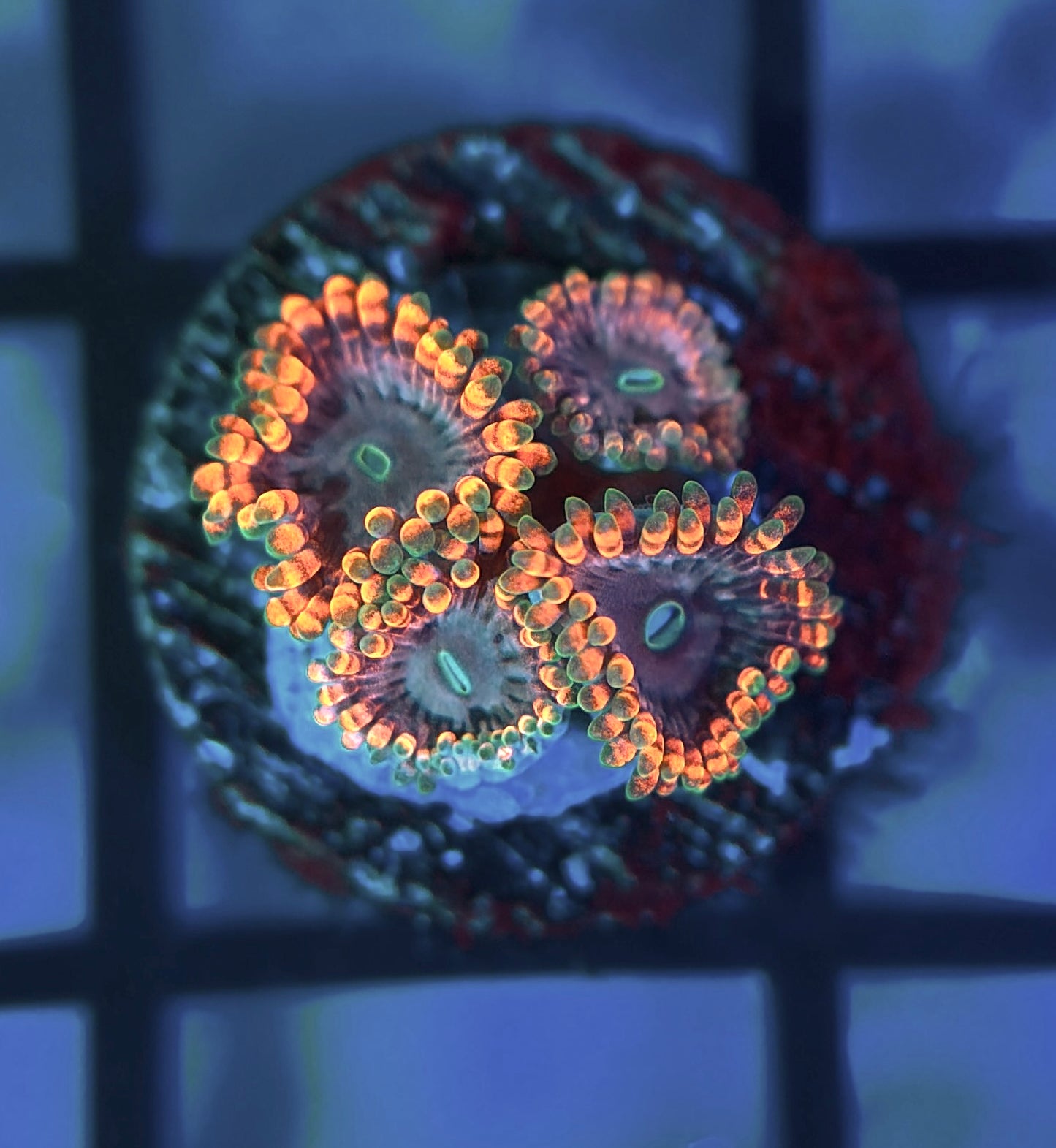 Fairy Fart Zoas