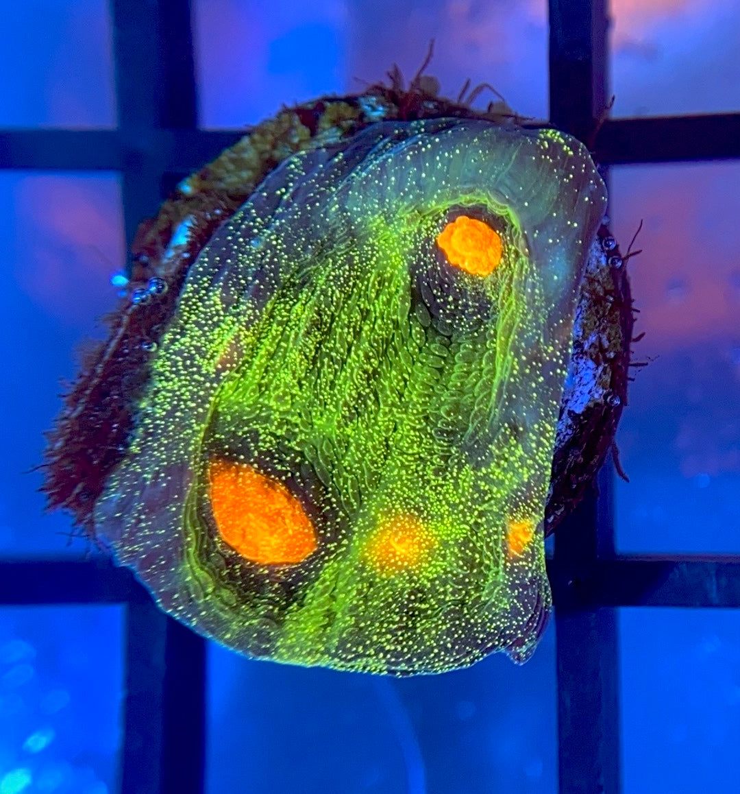 JF Raja Rampage Chalice