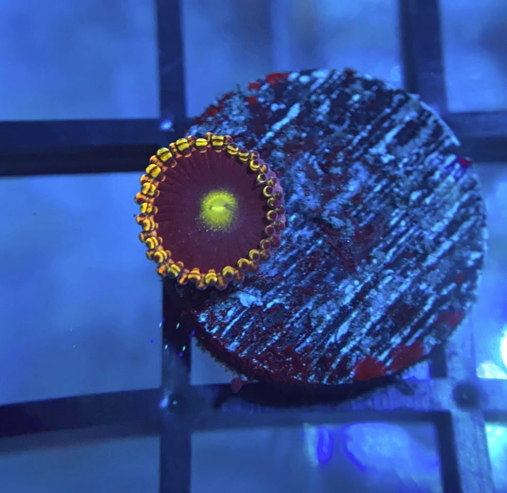CK Bozo's Birthday Zoas