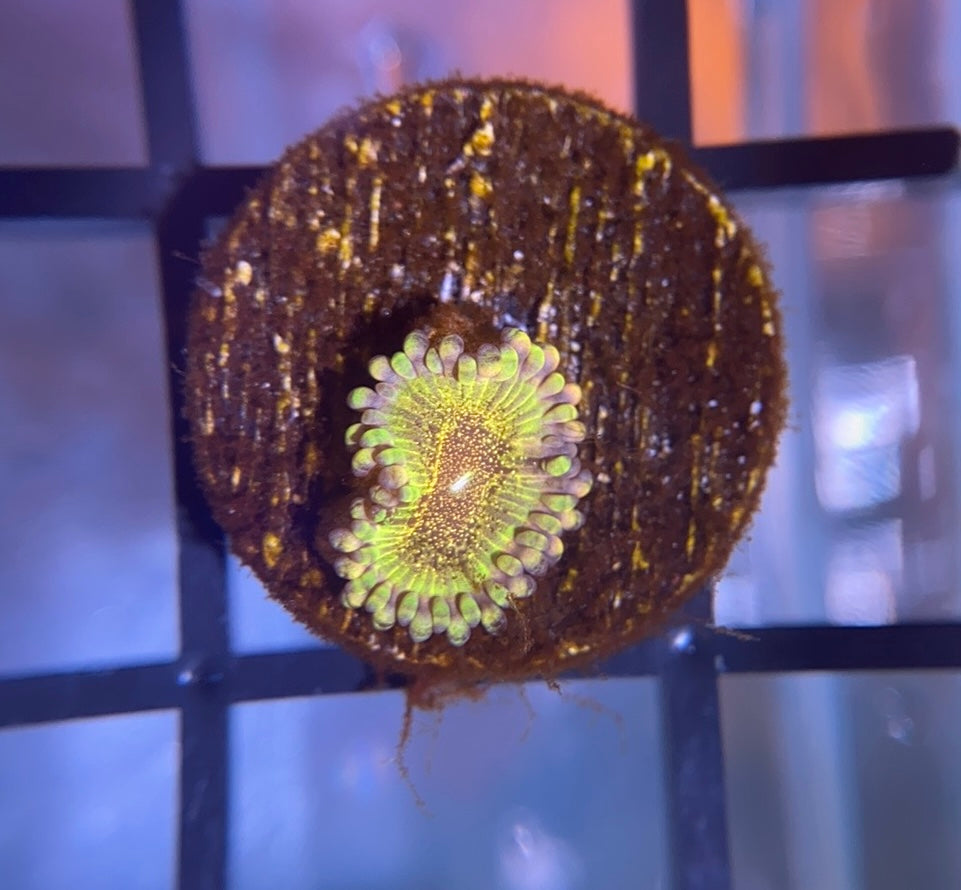 HR Death Star Zoas