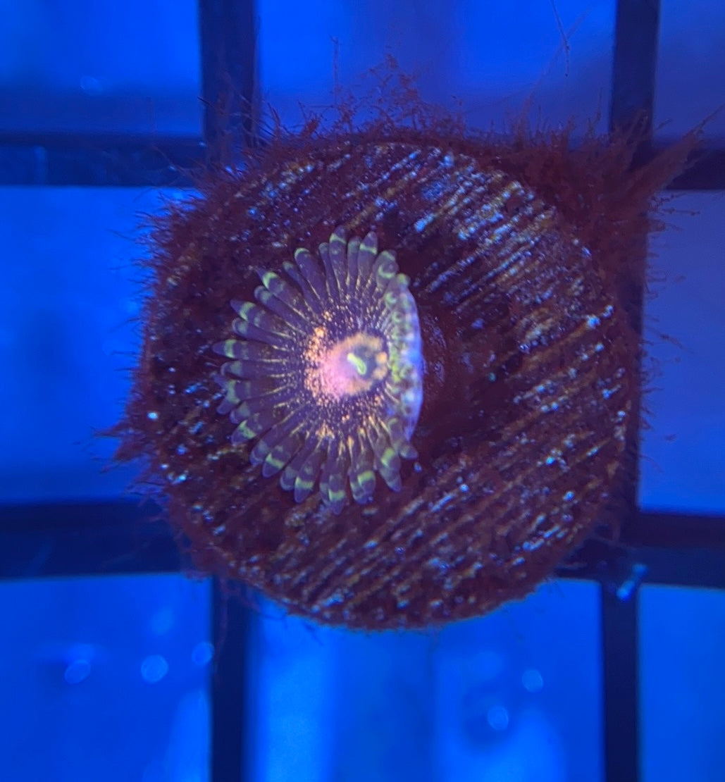 Queen Krakatoa Zoas