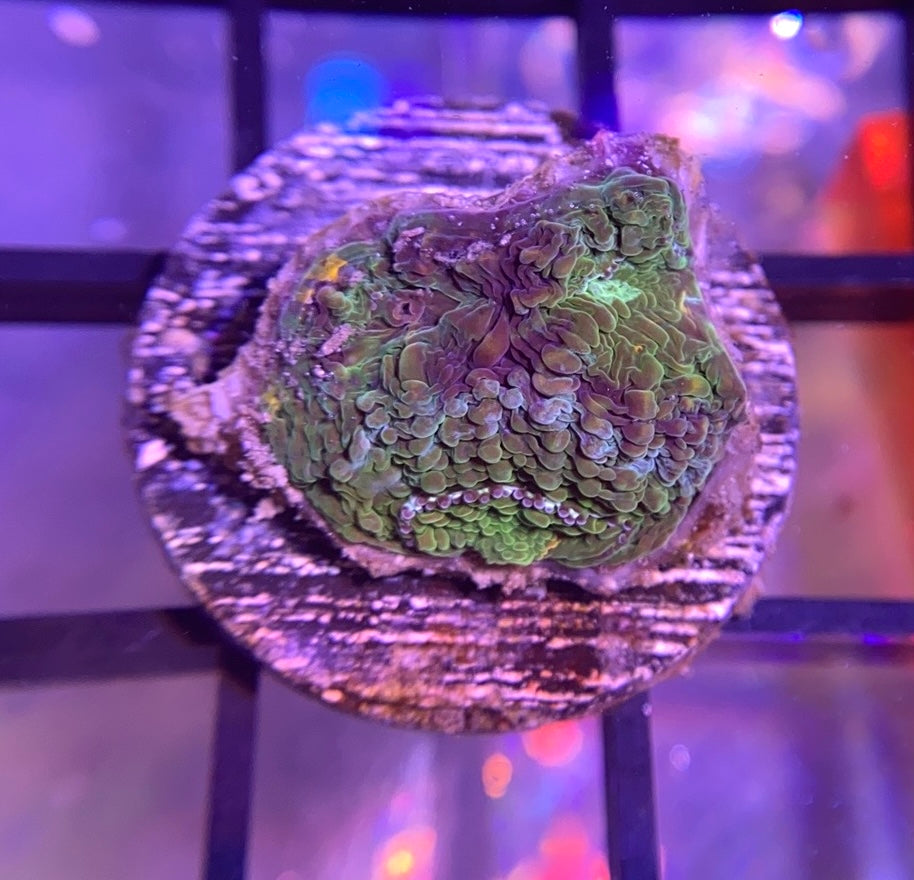 RRG Meltdown Echinata