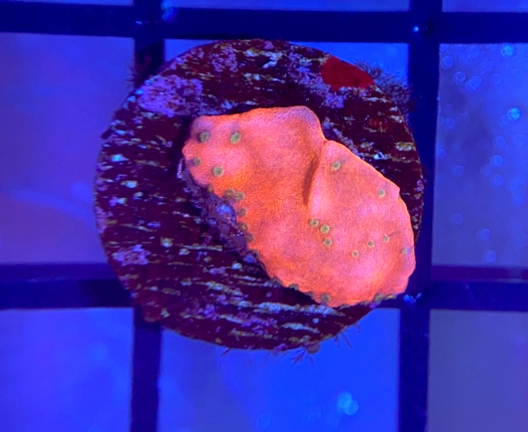 WWC Cherry Tree Monti