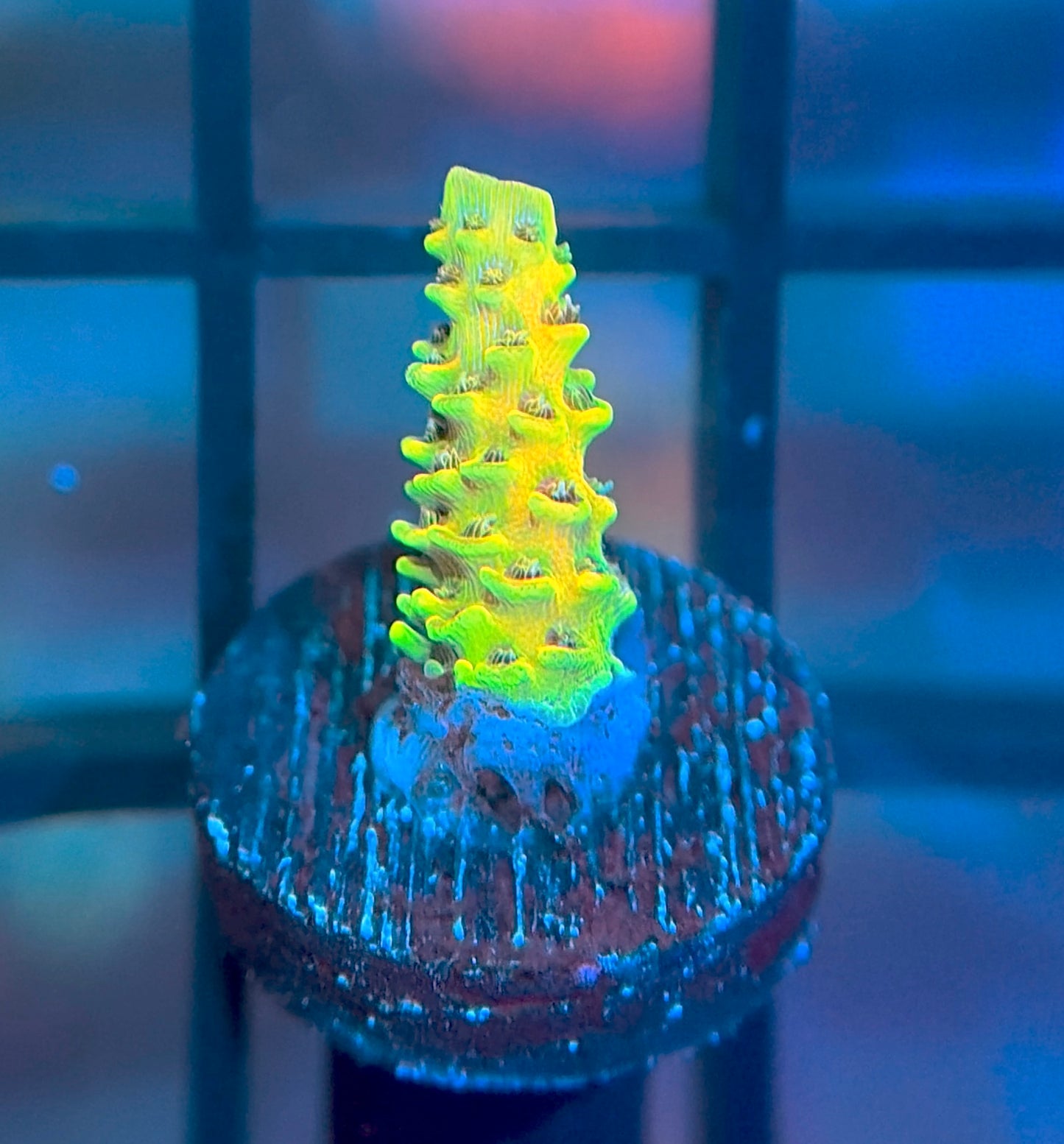 RRC Rainbow Splice Mille
