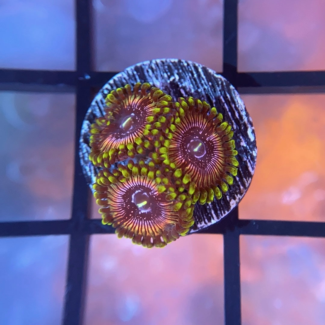 WWC Black Orchid Zoas