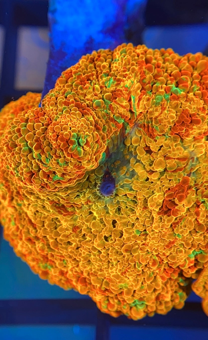 RRG Paint Splatter Jawbreaker