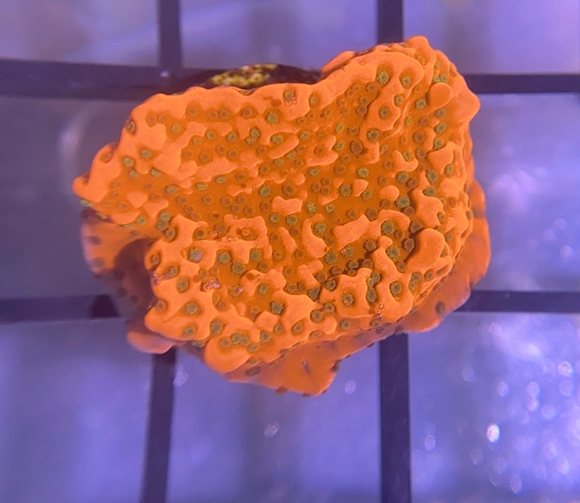 WWC Cherry Tree Monti