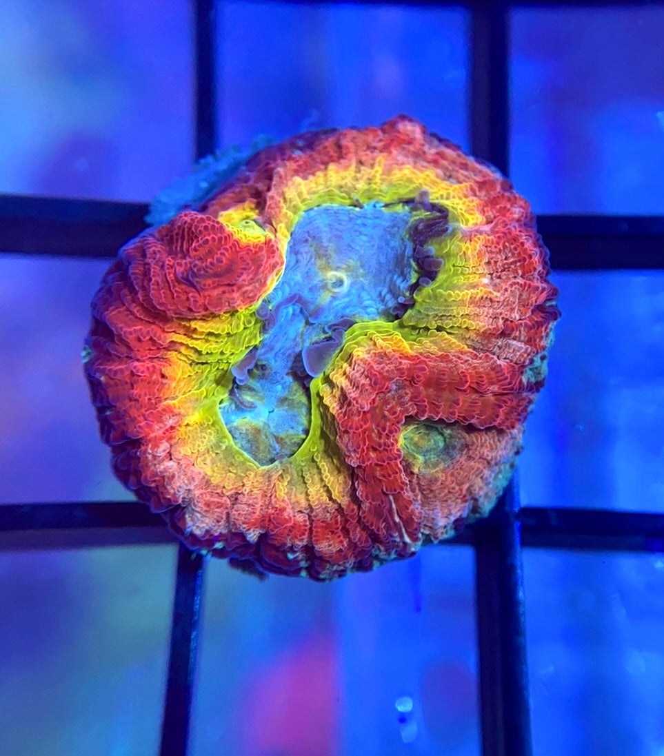 RRG Rainbow Road Favia