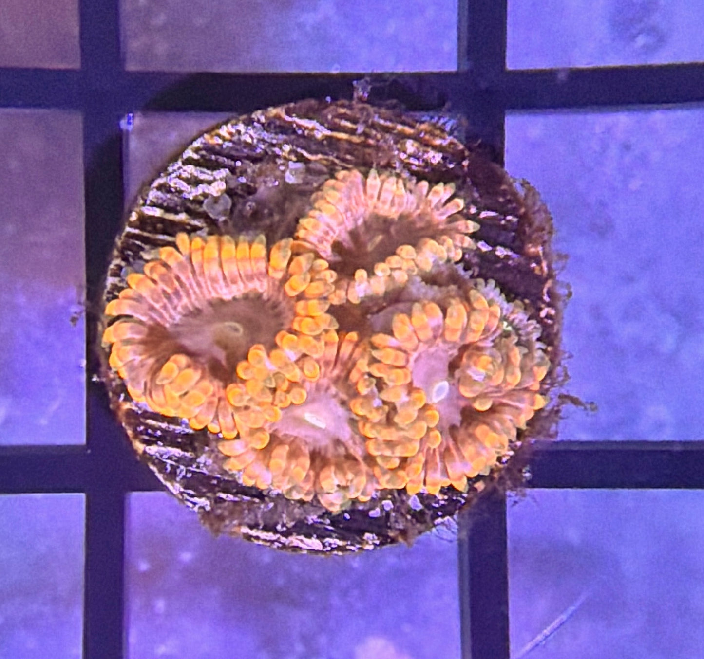 Fairy Fart Zoas
