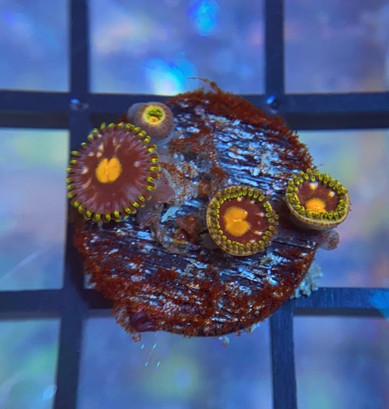 Blowpop Zoas
