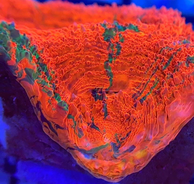 RRG Poison Apple Bowerbanki