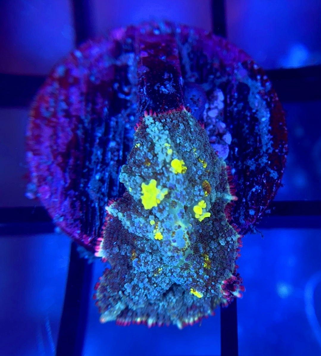 RRG Biohazard Bounce Mushroom