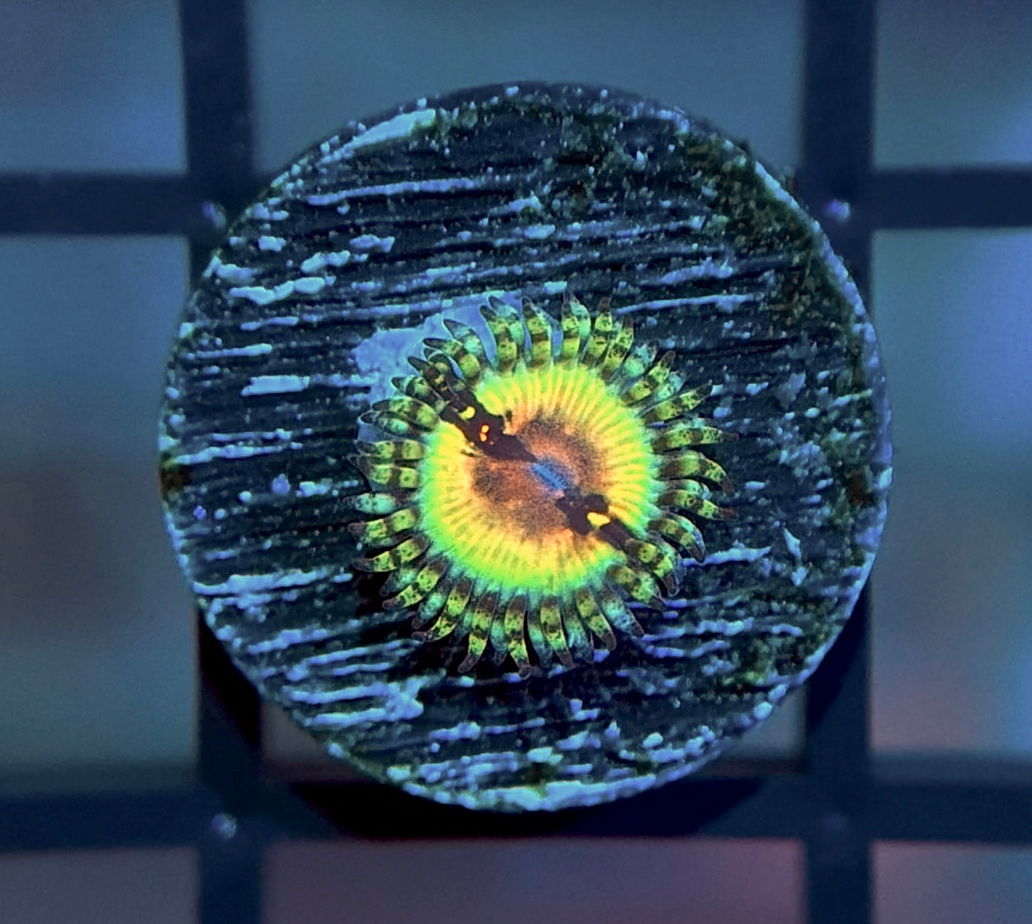 JF Bloodshot Zoa