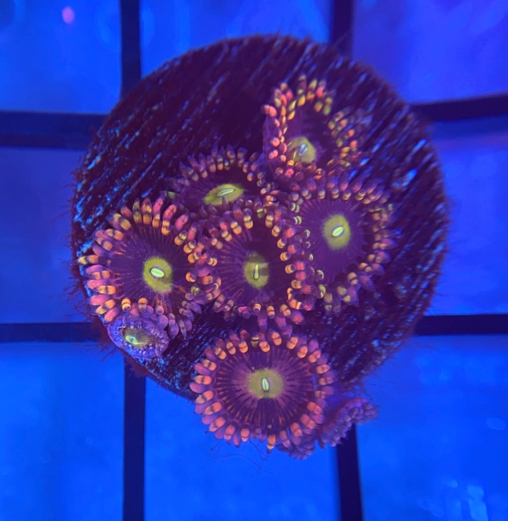 CK Bozo's Birthday Zoas